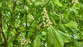 Branch chestnut closeup. White chestnut flowers photographed against the background of lush green leaves. color Royalty Free Stock Photo