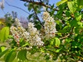 Branch of a chestnut tree with flowers, easily visible stamens, pistils, petals,