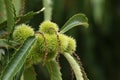 A branch of Chestnuts on a Sweet Chestnut Tree, Castanea sativa, growing in woodland in the UK. Royalty Free Stock Photo