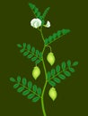 A branch of a chickpea plant with green pods and white flowers.