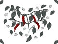 A branch of chili pepper, painted with four red peppers, flowers and leaves with shadows on a white background. V