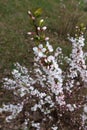 Branch of Chinese bush cherry in full bloom