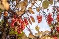 Branch of chinese magnolia vine berries Royalty Free Stock Photo