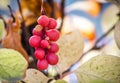 Branch of chinese magnolia vine berries Royalty Free Stock Photo