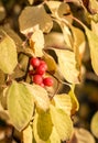 Branch of chinese magnolia vine berries Royalty Free Stock Photo