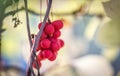 Branch of chinese magnolia vine berries Royalty Free Stock Photo