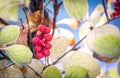 Branch of chinese magnolia vine berries Royalty Free Stock Photo