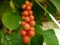 Branch of chinese magnolia vine berries Royalty Free Stock Photo