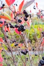A branch of chokeberry hangs on a tree, selective focus Royalty Free Stock Photo