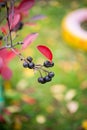A branch of chokeberry hangs on a tree, selective focus Royalty Free Stock Photo