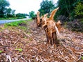 Branch chopper of felled trees