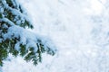 Branch of Christmas evergreen spruce tree with fresh snow on white on the background of a snowy forest Royalty Free Stock Photo