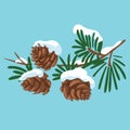 Branch of a Christmas tree with cones. A cartoon branch of fir trees with snow. Winter illustration for children.