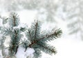 Branch christmas tree and cones spruce in hoarfrost and in snow in winter fir forest.