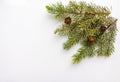 Branch of Christmas tree and cones on white background. Royalty Free Stock Photo