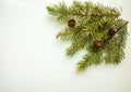 Branch of Christmas tree and cones on white background. Royalty Free Stock Photo