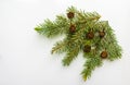 Branch of Christmas tree and cones on white background. Royalty Free Stock Photo