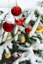 Branch of christmas tree with of hanging red christmas balls covered snow on a blur snowy christmas tree background Royalty Free Stock Photo