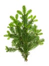 Branch of christmas tree isolated on white background. Pine sprig