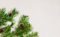 Branch of a Christmas tree on a light background. Christmas New Year background.