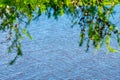 A branch of a Christmas tree with needles and small cones in the summer  against the background of a river  lake Royalty Free Stock Photo