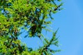 A branch of a Christmas tree with needles and small cones in the summer against the blue sky Royalty Free Stock Photo