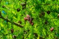 A branch of a Christmas tree with needles and small cones in summer  on a sunny day Royalty Free Stock Photo