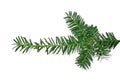 Branch of a Christmas tree for New year isolated on white background Royalty Free Stock Photo