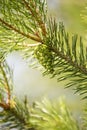 Branch christmas tree with pine cone on blurred bright green background, protection from covid, vertical format Royalty Free Stock Photo