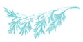 Branch christmas tree with snow. Conifer spruce. Frosty winter. New year fir-tree postcard background clipart. Hand