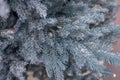 A branch of a Christmas tree in a snow cover, blue needles of spruce. Festive Christmas background for design, New Year decoration