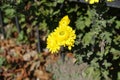 Branch of Chrysanthemums with yellow flowers in mid October Royalty Free Stock Photo