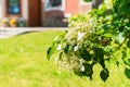 Branch of Climbing Hydrangea Royalty Free Stock Photo