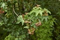 Acer campestre close up Royalty Free Stock Photo