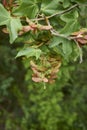 Acer campestre close up Royalty Free Stock Photo