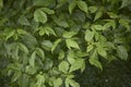 Fresh foliage of Acer negundo tree Royalty Free Stock Photo