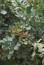 Foliage of Ceratonia siliqua tree Royalty Free Stock Photo