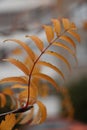Branch close-up, golden autumn