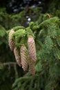 Picea abies branch close up Royalty Free Stock Photo