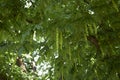 Branch close up of Pterocarya fraxinifolia tree