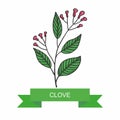 A branch of clove flowers, vector illustration, on a white background