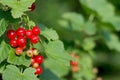 Branch cluster of ripe and unripe red currant berries in a garden Royalty Free Stock Photo