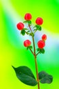 Clusters of hypericum red berries or st johns wort berries on colorful background Royalty Free Stock Photo