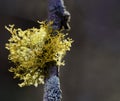 A branch coated with green and yellow lichens