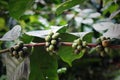 Branch of Coffea arabica. Branch of Coffea arabica.