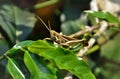 On the branch of Coffea sp a grasshopper in the sun