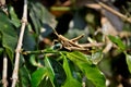 On the branch of Coffea sp a grasshopper in the sun