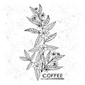 Branch coffee in graphic style hand-drawn illustration