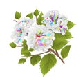 Branch color hibiscus tropical flowers on a white background watercolor vintage vector illustration editabl Royalty Free Stock Photo