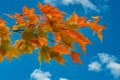 Branch of colored autumn maple leaves Royalty Free Stock Photo